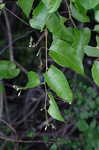 Buckwheat vine